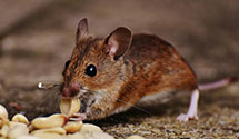 24 Hour & Emergency Exterminators in Cooke City, MT